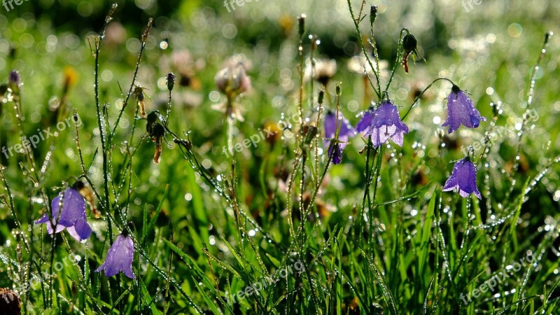 Dew Flowers Dewdrop Morgentau Drop Of Water