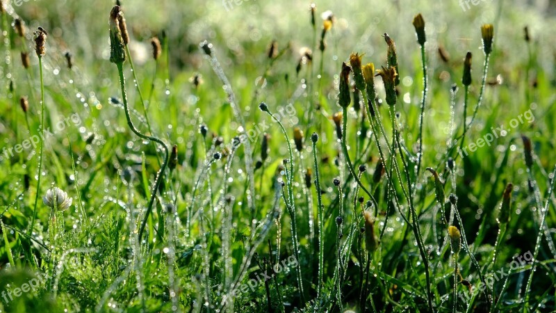 Grass Close Up Plant Drop Of Water Drip