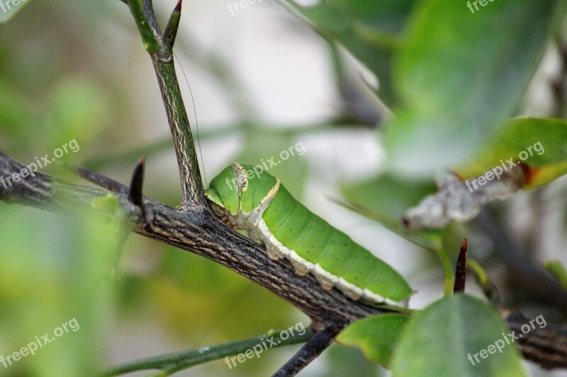 Catterpillar Insect Nature Animal Larva