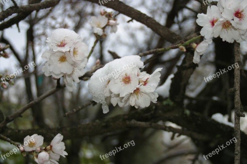 Almond Tree Flower Snow White Almond Tree Nature