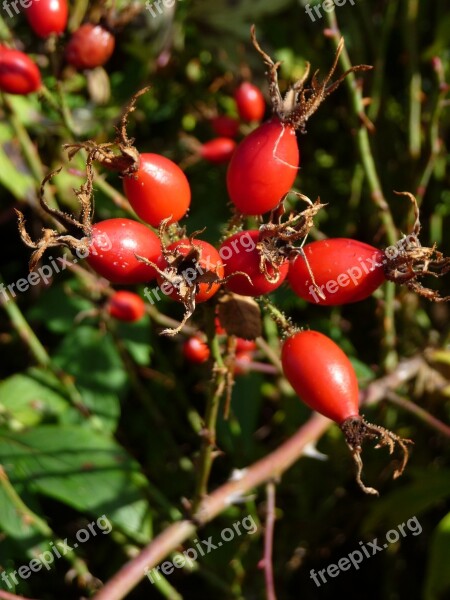 Rose Hip Red Autumn Nature Roses