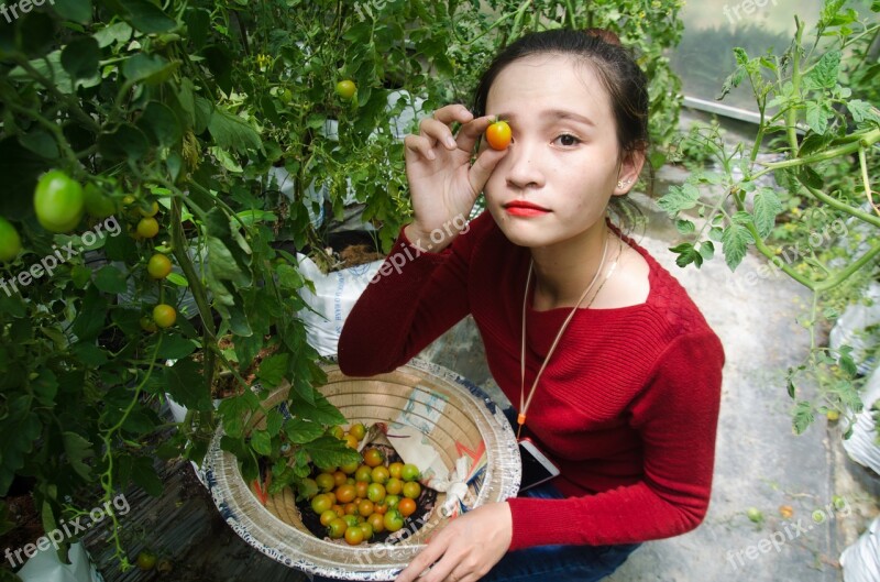 Agriculture Tomatoes Labor Work Girl