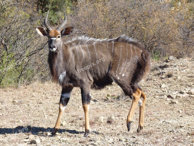 Nyala Antelope Nature Animal World Animal