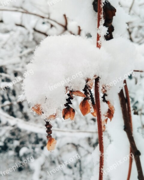 Snow Good New Year Spirit Winter Nature White