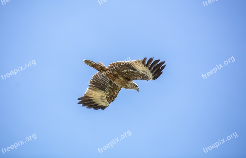 Golden Eagle Sky Bird Free Photos