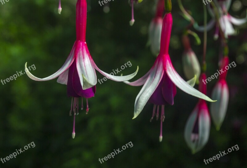 Fuchsia Flower Blossom Bloom Botanical Garden