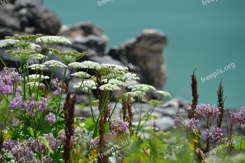 Plant High Mountains Reservoir Bergsee Summer