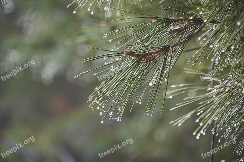 Drops Of Water Moisture Leaves Nature Fresh