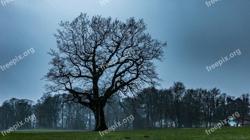 Tree Oak Nature Wood Autumn