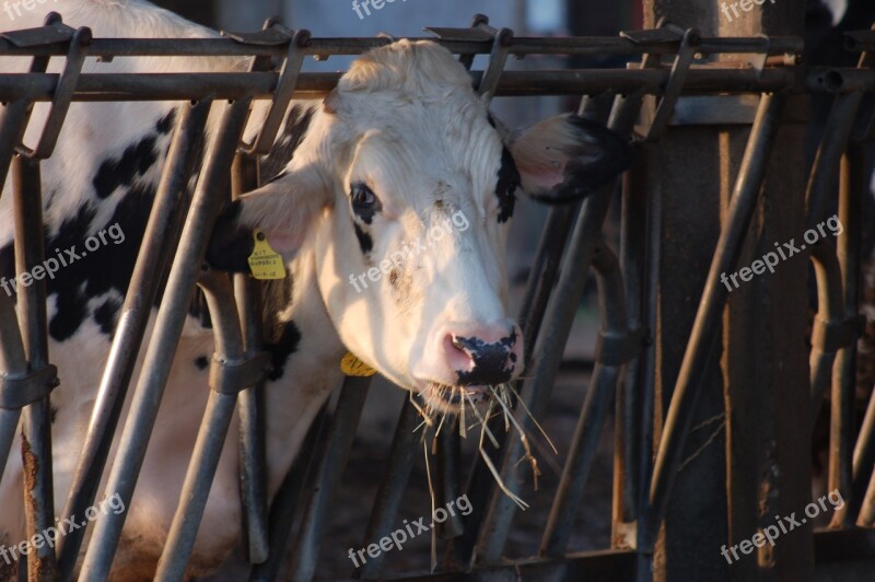 Stable Cow The Manger Hay Mammal