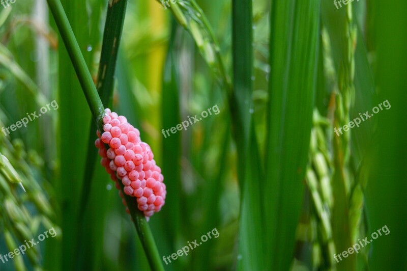 Green Pink Nature Snail Makro