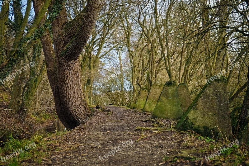 Forest Away Nature Forest Path Trees