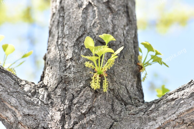 Ginkgo Flower Ginkgo Water Flower Ginkgo Leaf Free Photos