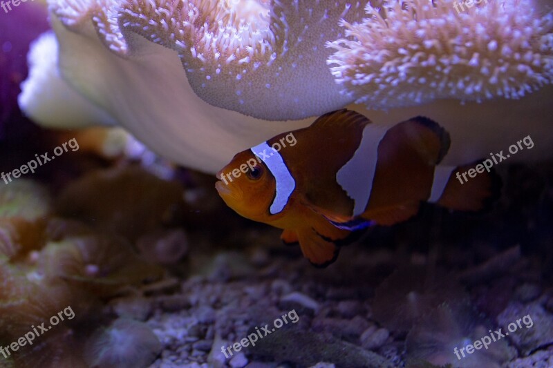 Clown Fish Aquarium Underwater Nemo Fish