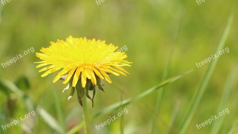 Flower Meadow Summer Flowers Bloom