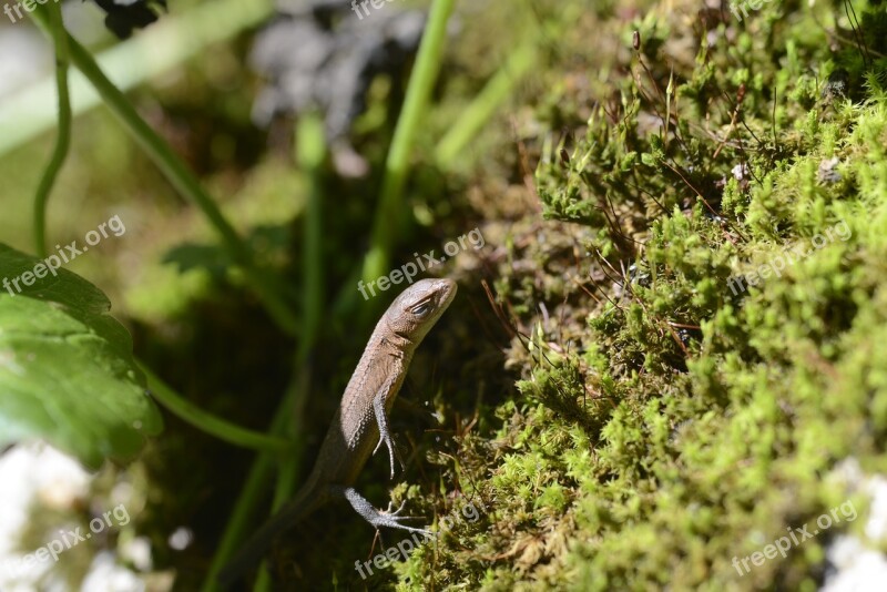 Canadian Snake Reptiles Natural Free Photos