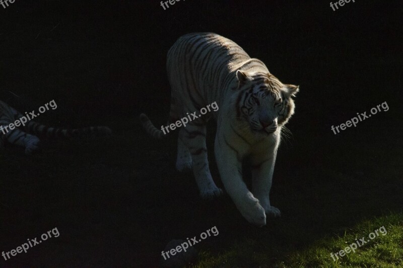 Tiger White Tiger Shadows Field Prairie