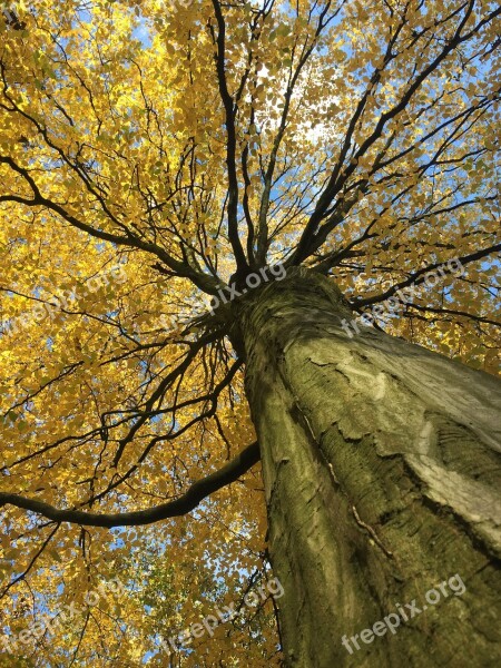 Autumn Tree Forest Landscape Nature