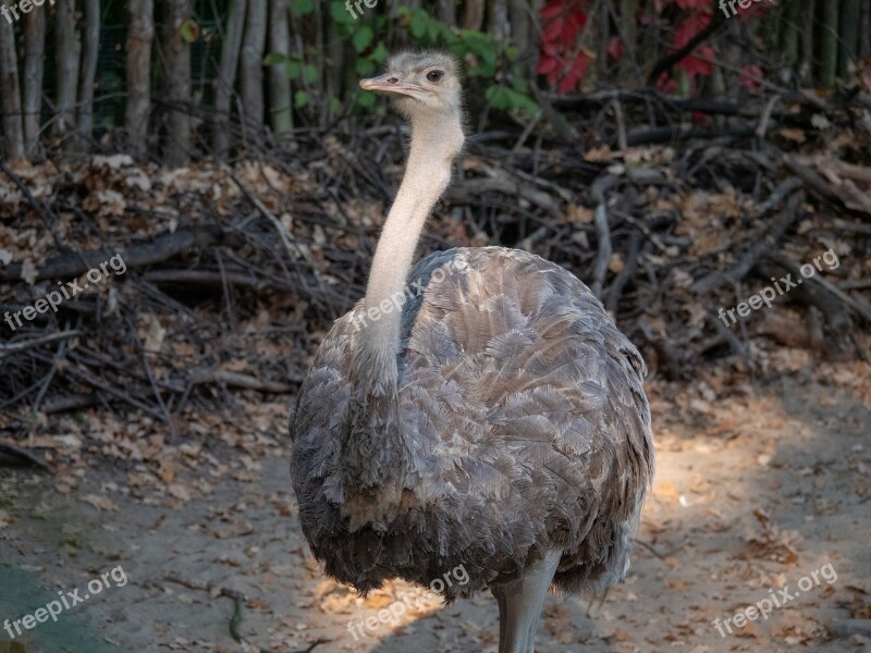 Strauss South Africa Zoo Bird Animal