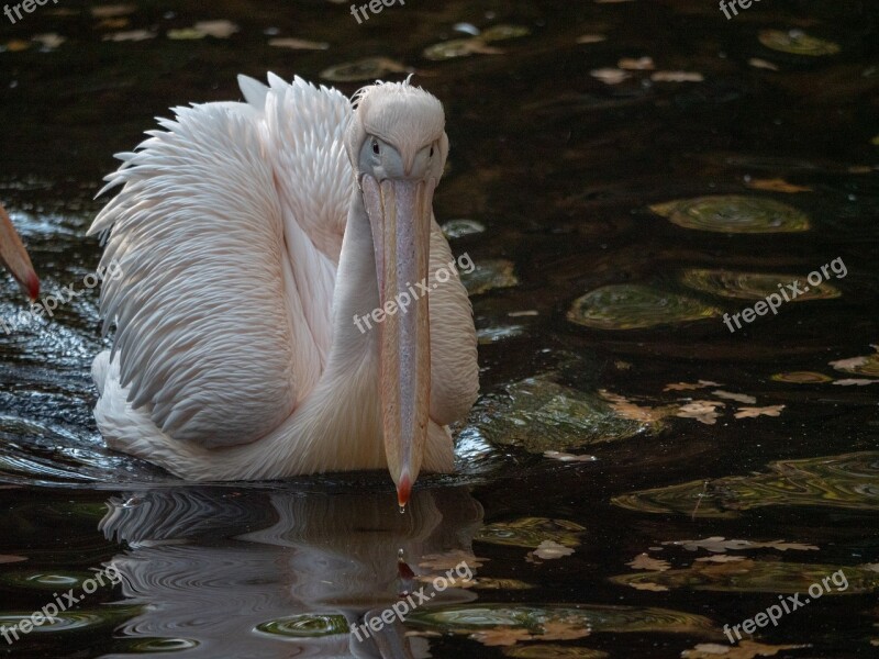 Pelikan Africa Zoo Bird Water