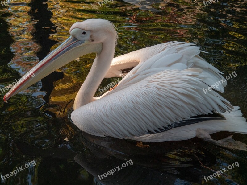 Animal Pelikan Bird Nature Zoo