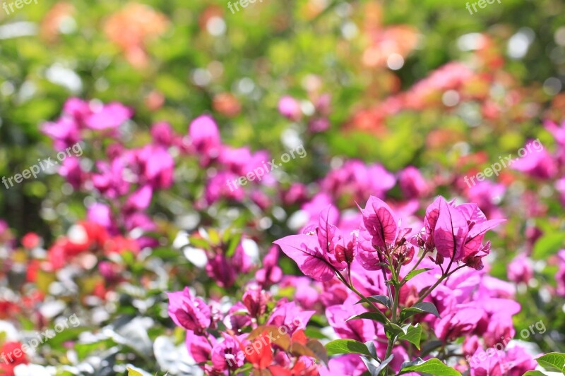 Flowers Colors Flower Spring Colorful