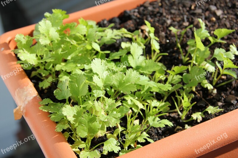 Plant Parsley Food Eat Green