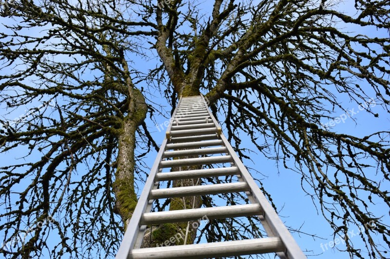 Wallpaper Ladder Climb Tree Free Photos