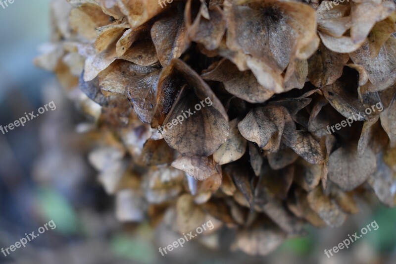 Neutral Flower Wallpaper Brown Old