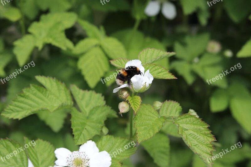 Best Friend Bug Insect Bumble Bee