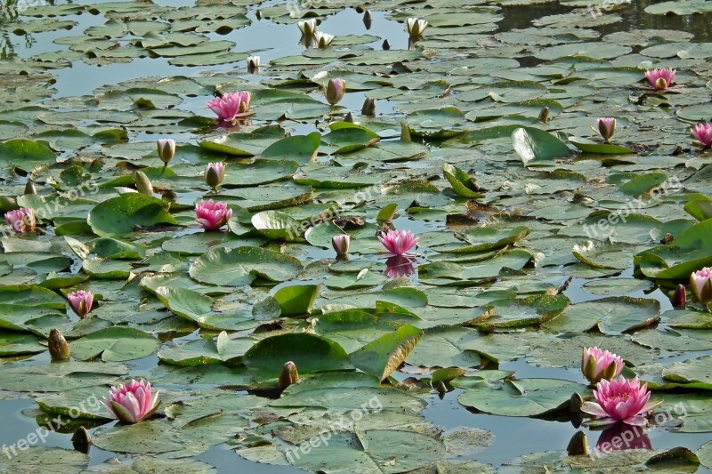 Water Lilies Flowers Pink Water Lily Nature