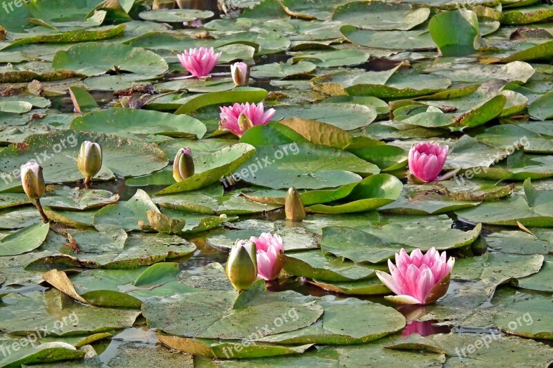 Water Lilies Nature Pond Water Lily Pink