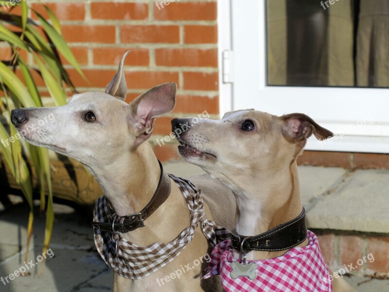 Dogs Whippits Portraits Attentive Pet