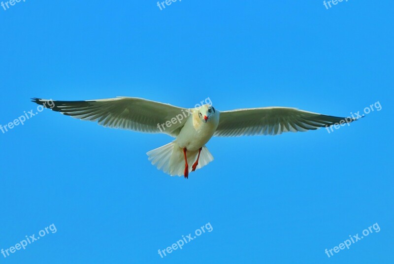 Bird Sea Bird Fly Blue Sky