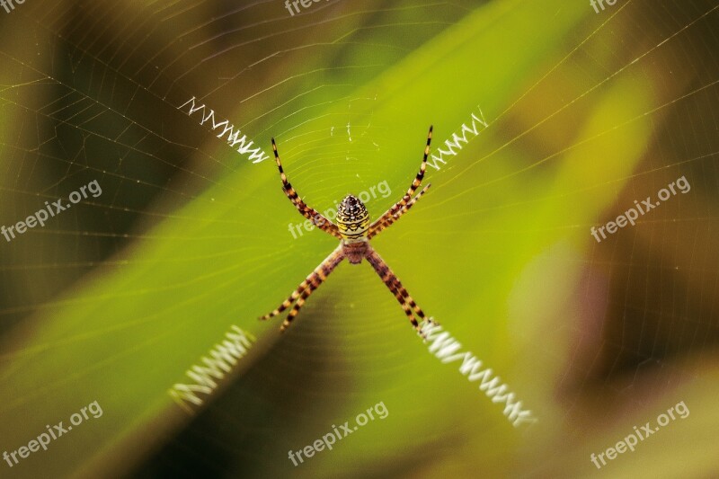 Spider Wild Life Web Green Wallpaper