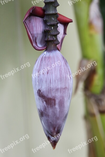 Banana Flower Banana Banana Shrub Blossom Bloom