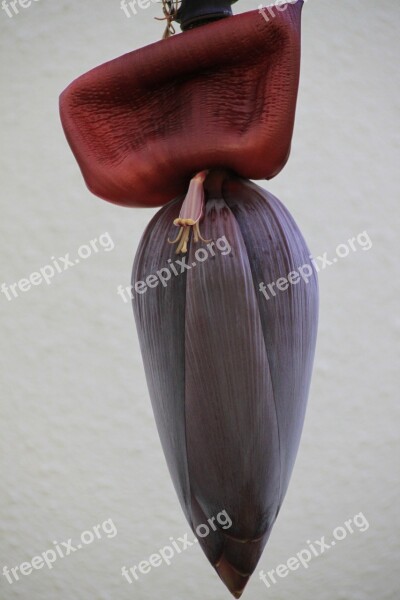 Banana Flower Fruit Tropical Plant Exotic