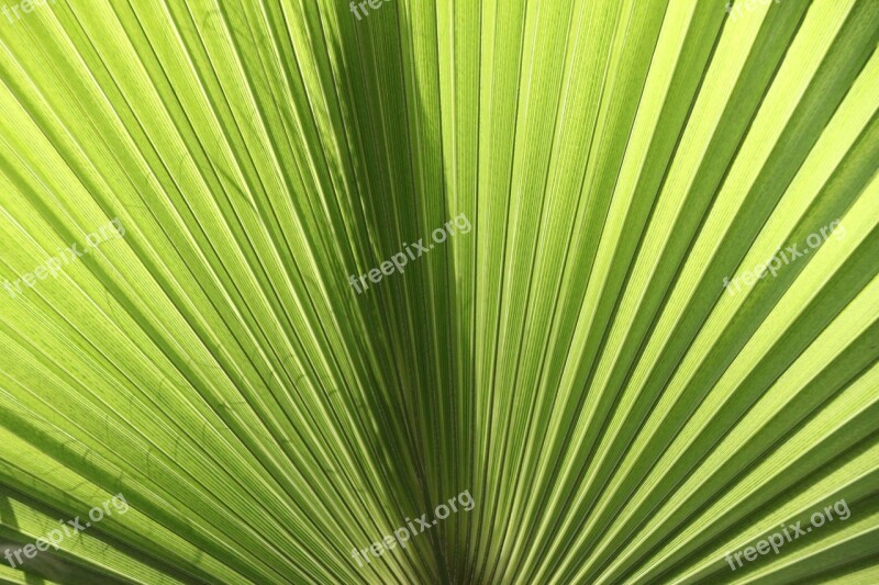 Fan Palm James Palm Fronds Close Up Light Green