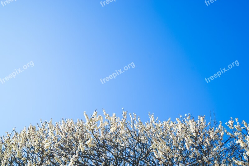 Plum Flowers Natural Plum Blossoms Beautiful