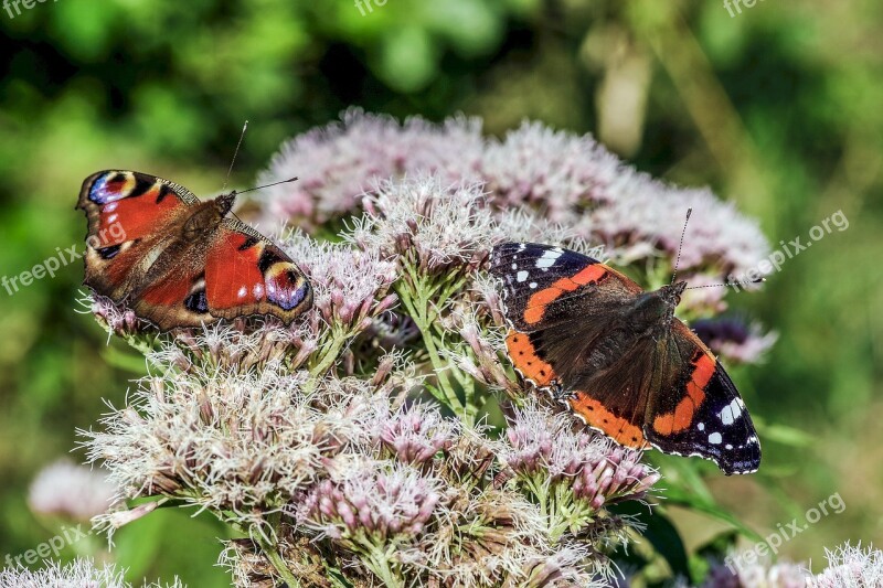 Butterflies Colorful Butterfly Torpedo Red