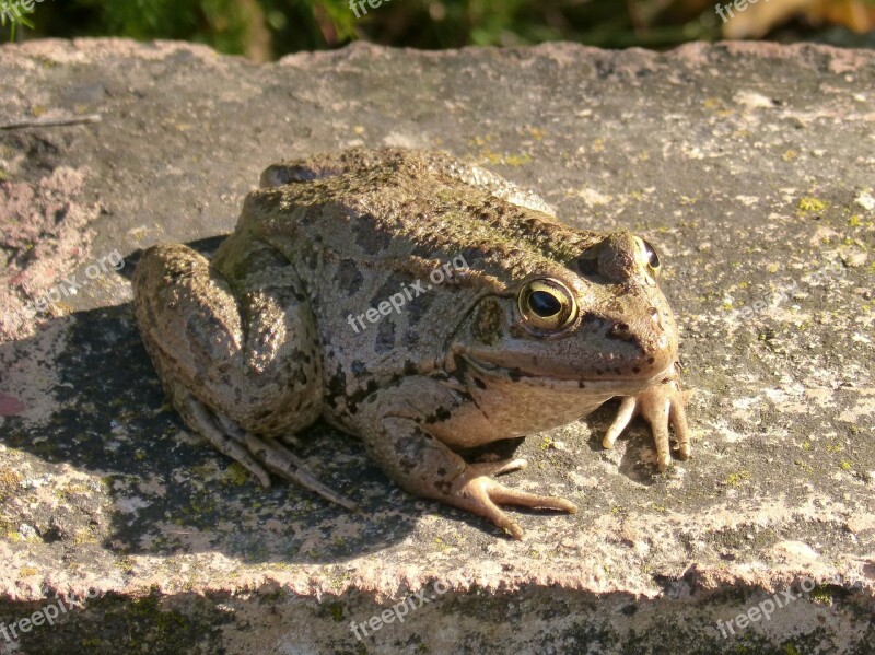 Frog Shore Raft Batrachian Amphibious