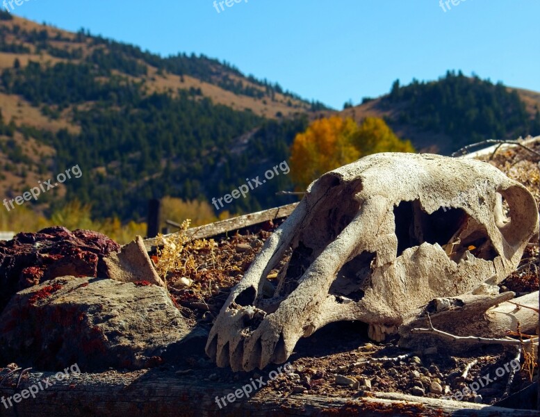 Horse's Skull On Sod Roof Skull Bone Death Dead