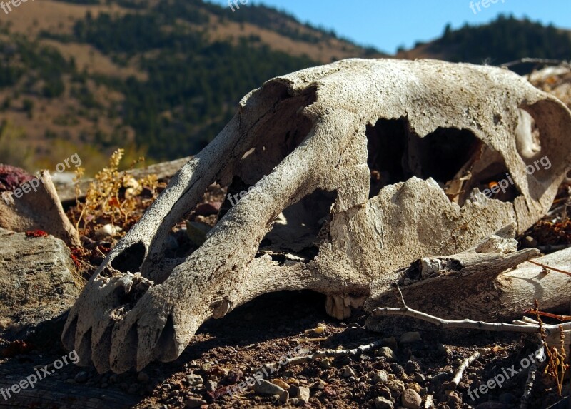 Skull Of Horse On Sod Roof Skull Bone Death Dead