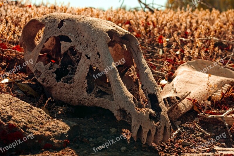 Horse Skull On Sod Roof Skull Bone Death Dead