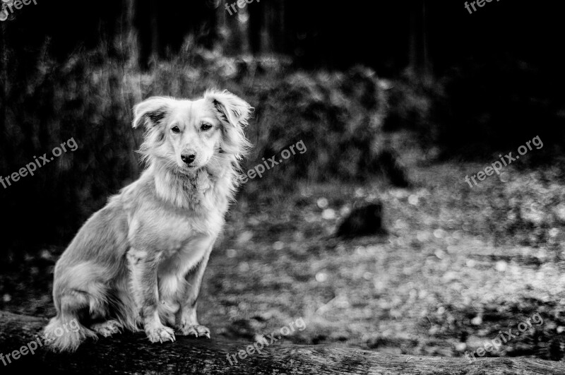 Dog Forest Animal Pet Hiking