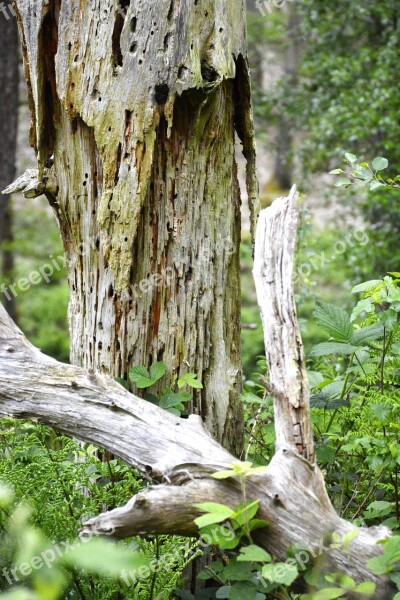 Decay Wood Rotting Nature Rural