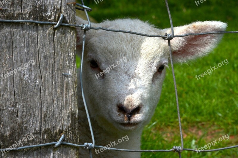 Lamb Fence Animal Spring Countryside