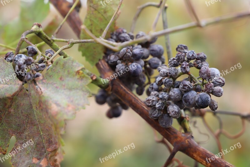 Grapes Vintage Ice Wine The Grapes Viticulture