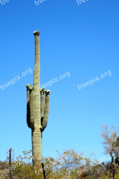 Saguaro Cactus Desert Bloom Outdoor