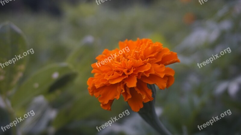 Marigold Orange Flowers Marigold Flower Nature